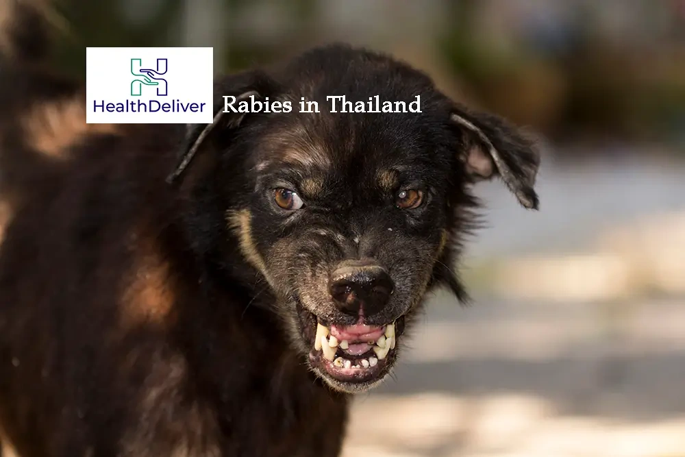 Rabies in Thailand, Should You Be Worried?